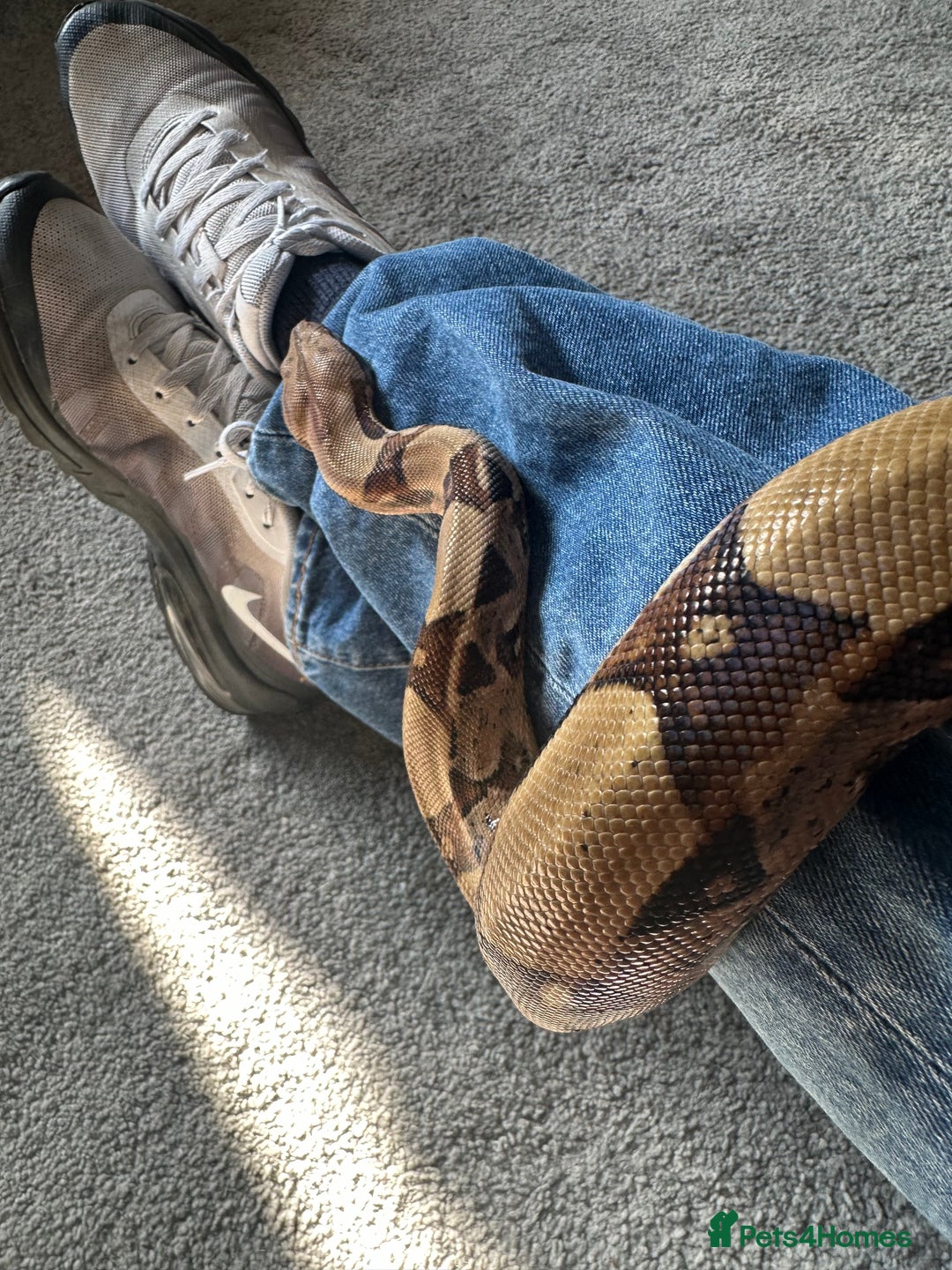 Boa Snake reptiles for sale: Boa Constrictor Male - Advert 8