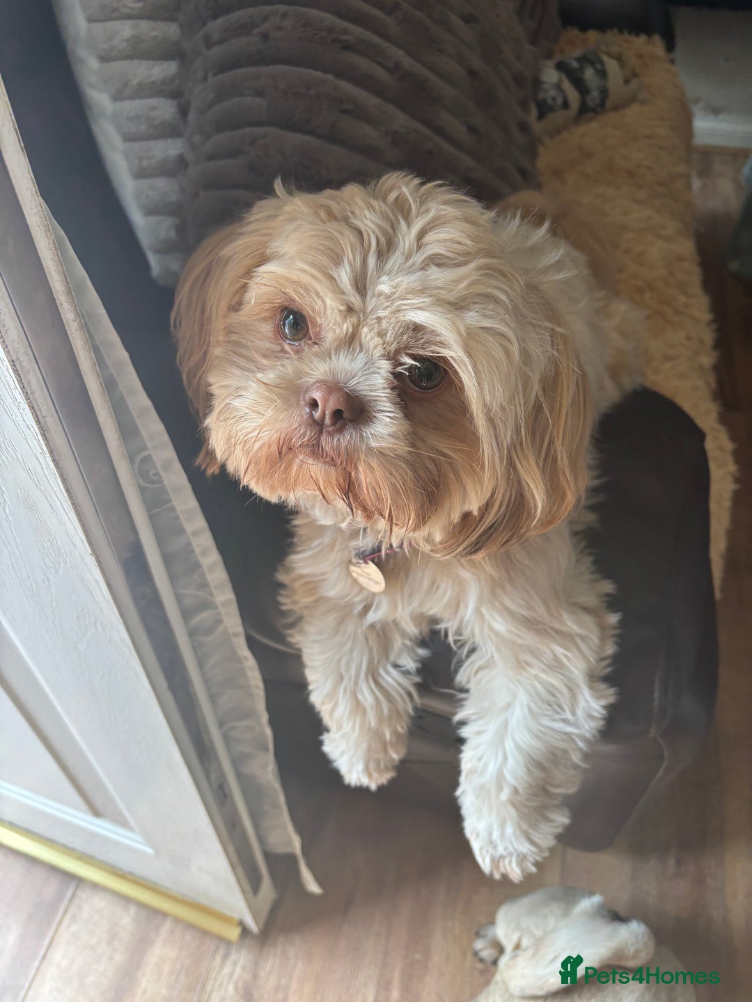 Shih Tzu dogs for sale: Imperial shih tzu puppies - Image 8