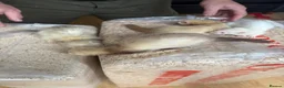Ferret rodents for sale: Ferrets for sale - Advert 3