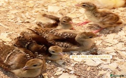 Peafowl poultry for sale: Peacocks, Peachicks, Peahens FOR SALE - Image 1