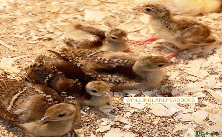 Peafowl poultry - Advert 1