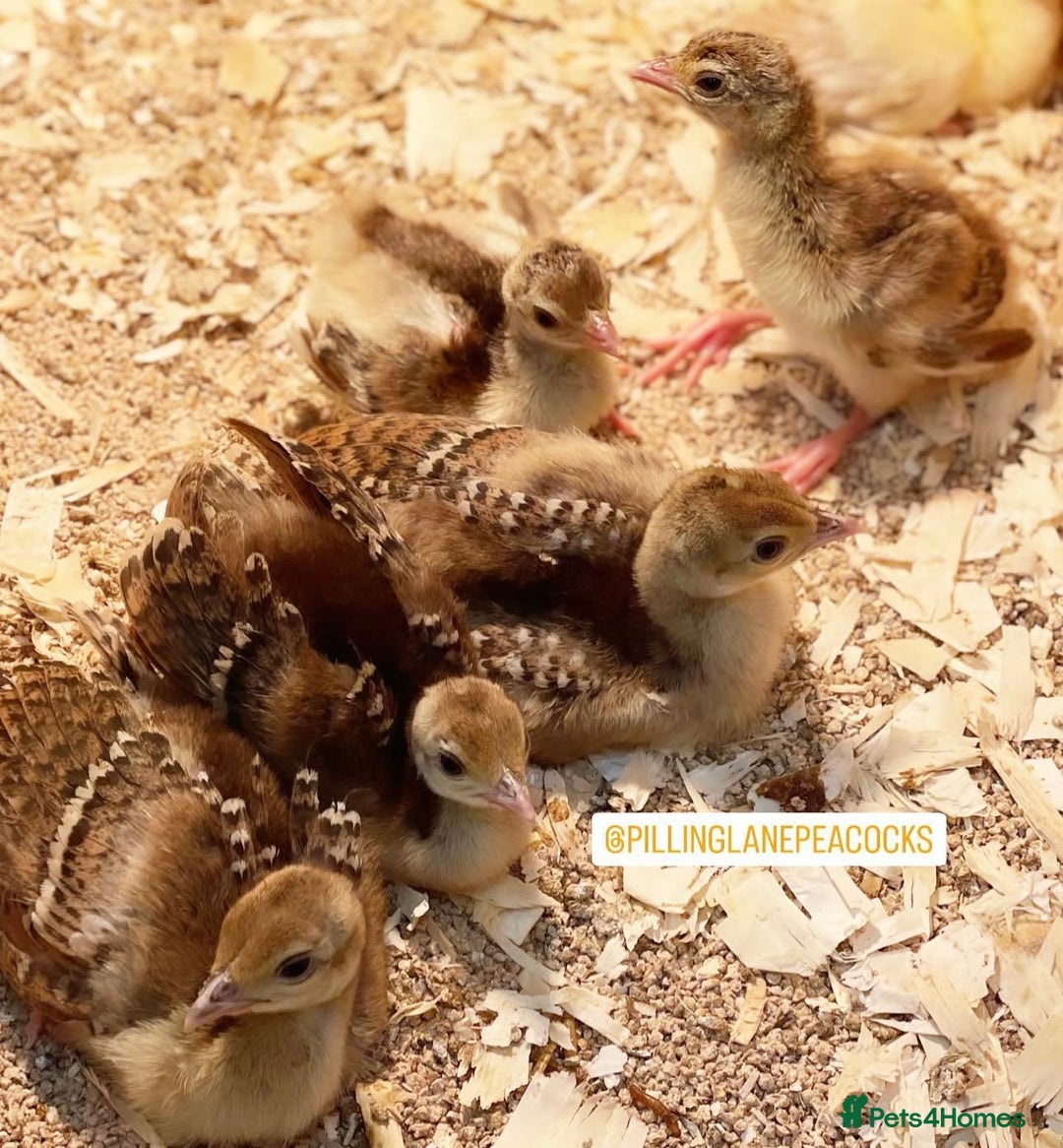 Peafowl poultry for sale: Peacocks, Peachicks, Peahens FOR SALE - Image 1