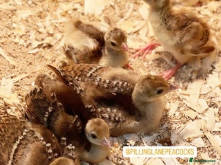 Peafowl poultry - Advert 2