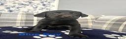 Labrador Retriever dogs for sale: Stunning Labrador Puppies  - Advert 19