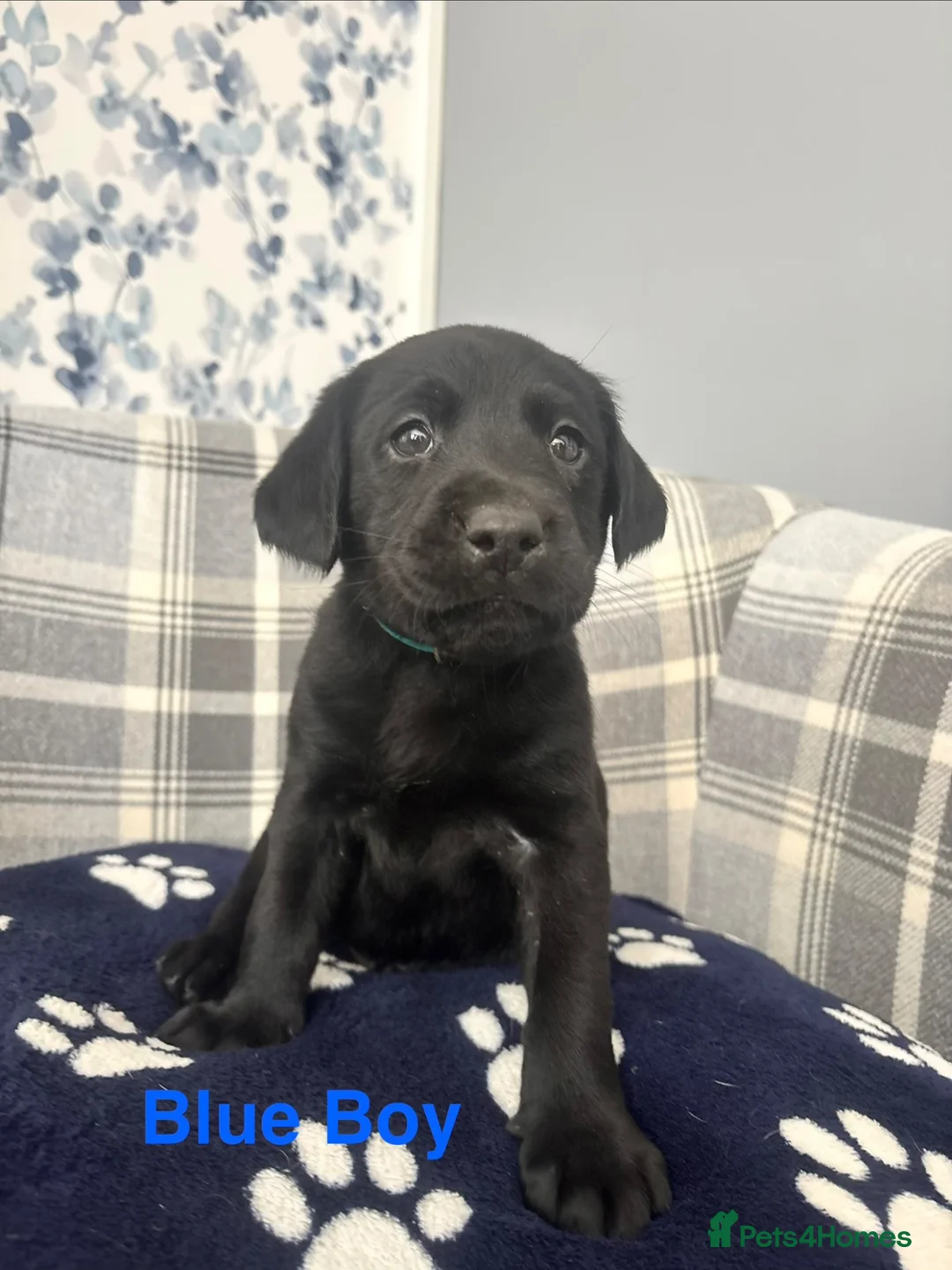 Labrador Retriever dogs for sale: Stunning Labrador Puppies  - Advert 19