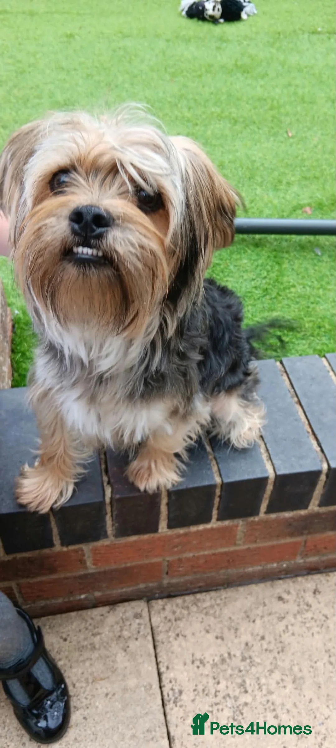 Yorkshire Terrier dogs for sale: Yorkshire terrier in Trowbridge - Advert 1