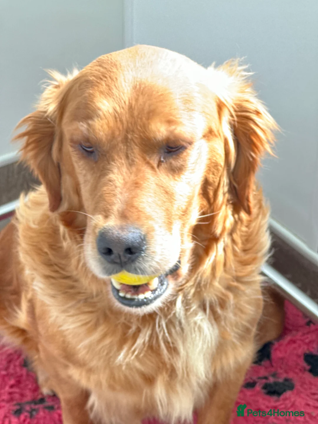 Golden Retriever dogs for sale: Dark Golden KC registered Golden retrievers - Advert 17