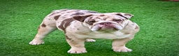 English Bulldog dogs for stud: Chocolate and tan merle For Stud  in London - Advert 6