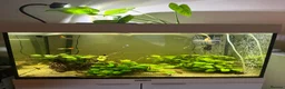 Corys fish for sale: 4-Year Established 120L Community Aquarium - Advert 1
