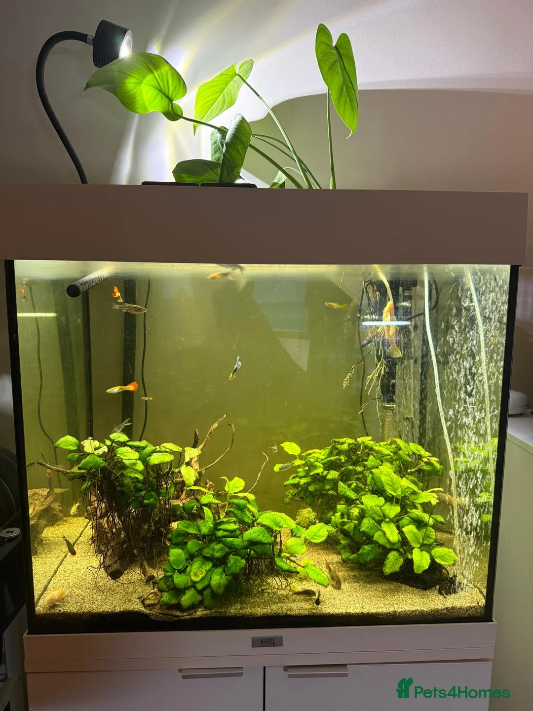 Corys fish for sale: 4-Year Established 120L Community Aquarium - Advert 1