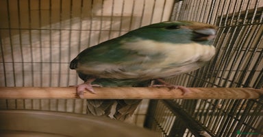 Mixed Breed birds - Advert 10