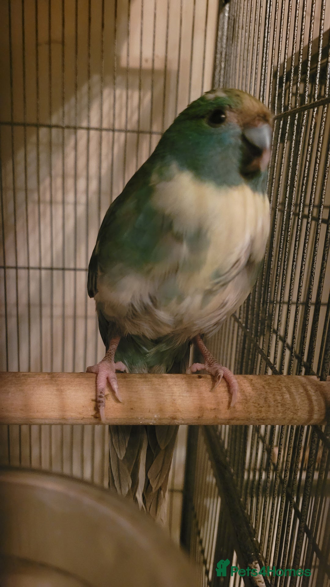 Mixed Breed birds for sale: Kakarikis, budgies and finches - Image 2