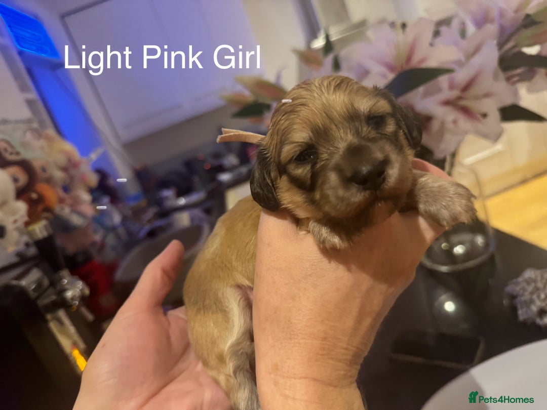 Miniature Dachshund dogs for sale: Reservation list now open! - Image 26