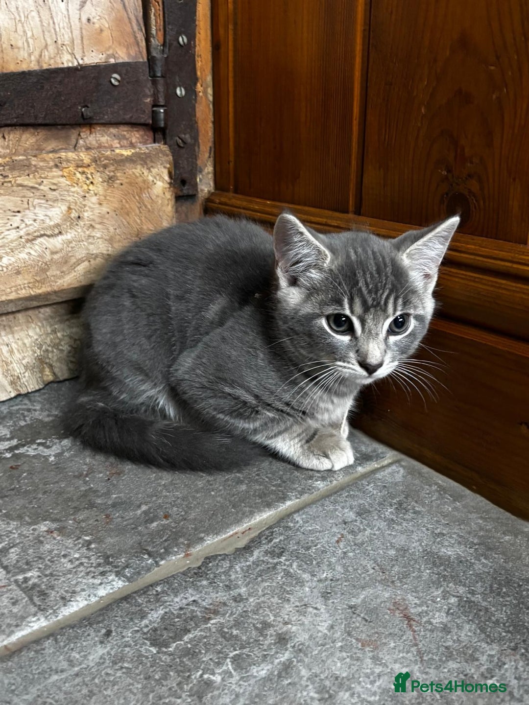 Mixed Breed cats for sale: Affectionate Farm Reared Kittens - Advert 6