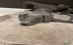 Whippet dogs for sale: 6 gorgeous blue whippet puppies  - Image 7