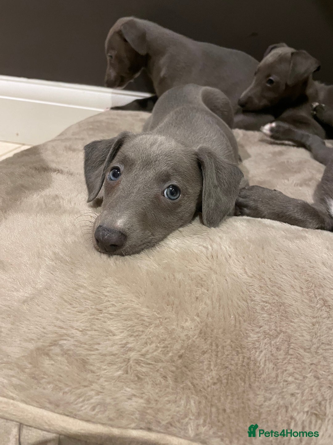 Whippet dogs for sale: 6 gorgeous blue whippet puppies  - Image 7
