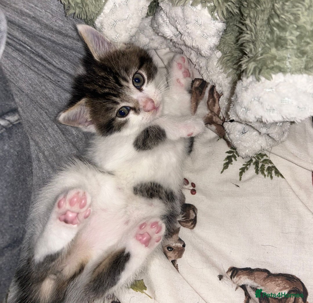 British Shorthair cats for sale: Last beautiful baby left! - Image 1