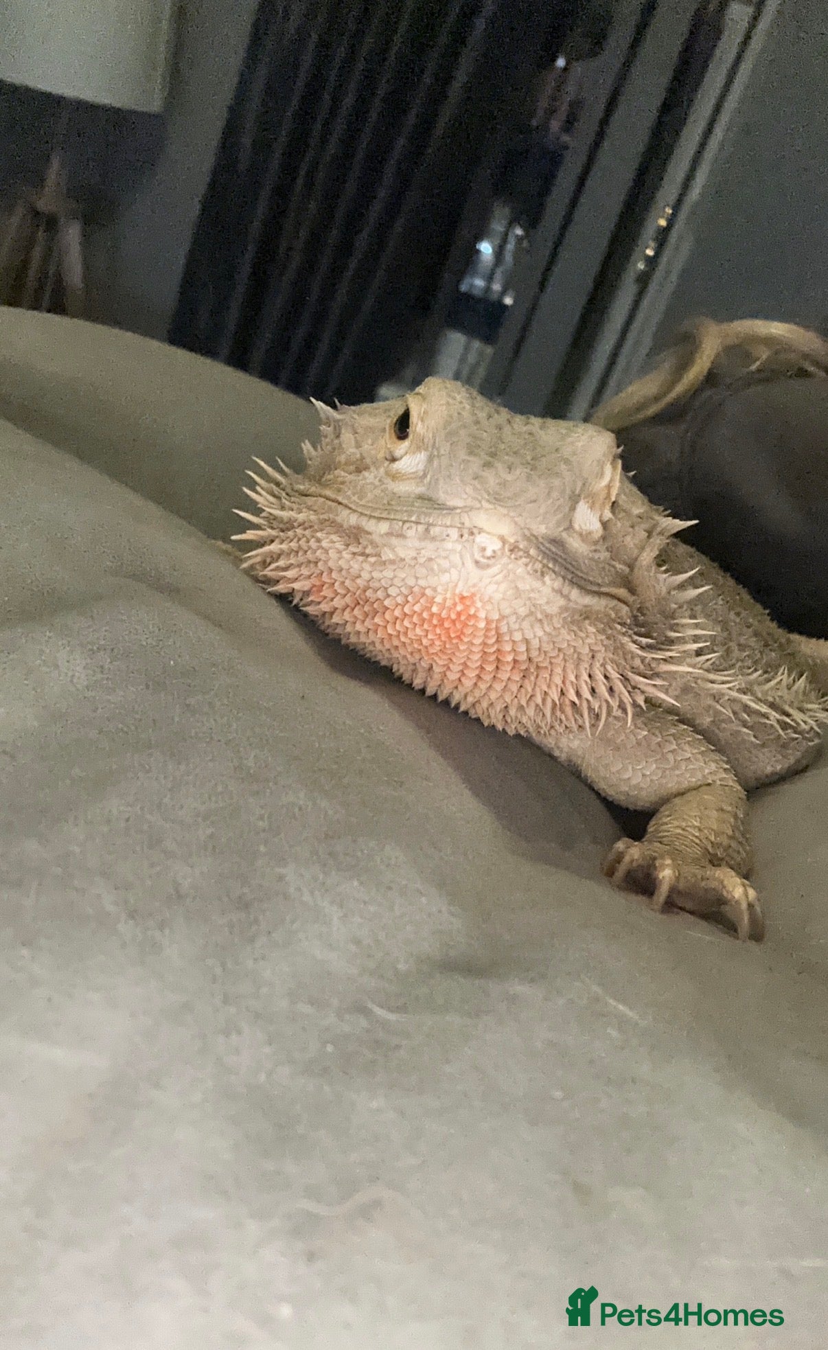 Bearded Dragon reptiles Bearded dragon  - Advert 4