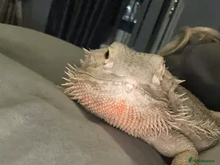 Bearded Dragon reptiles Bearded dragon - Advert 4