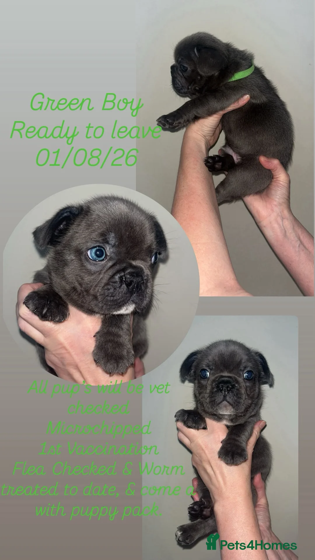 French Bulldog dogs for sale: 3 Beautiful Male French Bulldog Puppies Available  - Advert 1