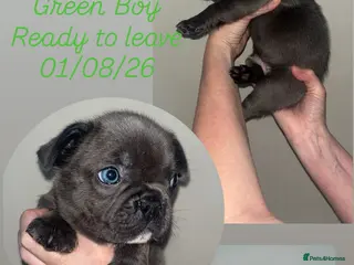 French Bulldog dogs 3 Beautiful Male French Bulldog Puppies Available - Advert 7