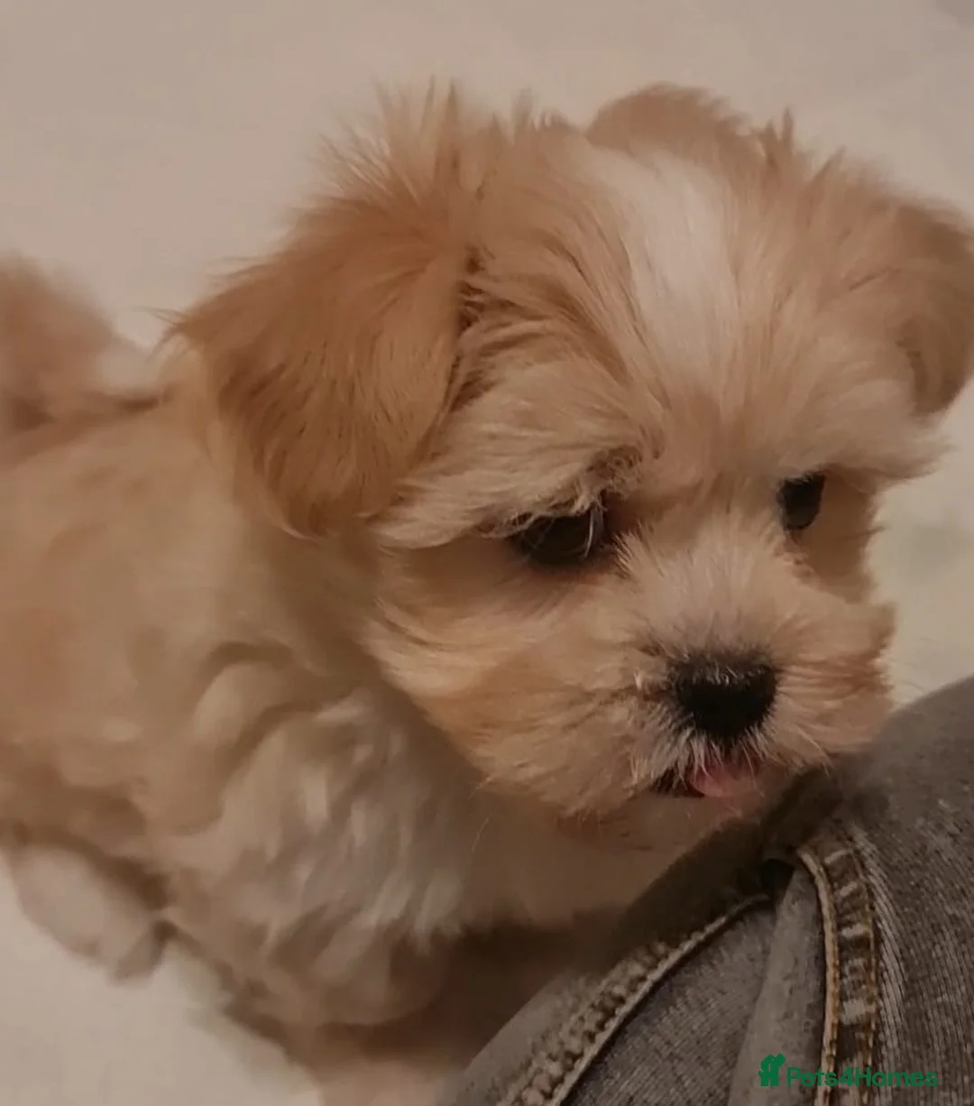 Mixed Breed dogs for sale: Havanese x Maltese Havamalts - Advert 3