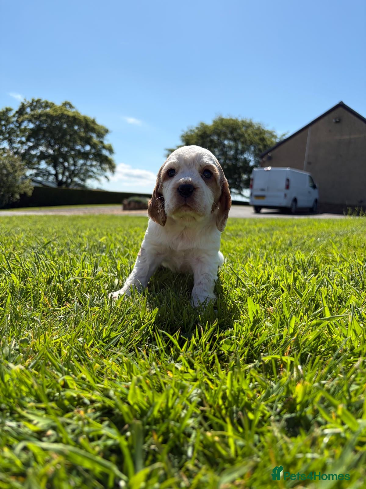Cocker Spaniel dogs Cocker Spaniel Pups for Sale  - Advert 3