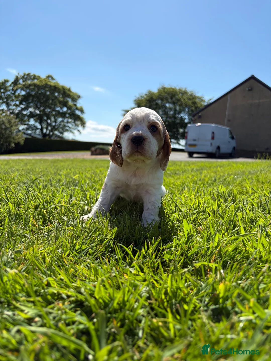 Cocker Spaniel dogs for sale: Cocker Spaniel Pups for Sale  - Advert 1