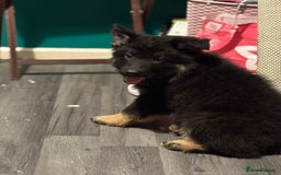 German Shepherd dogs for sale: Ready Now-KC, health Tested German Shepherd Pups - Image 20