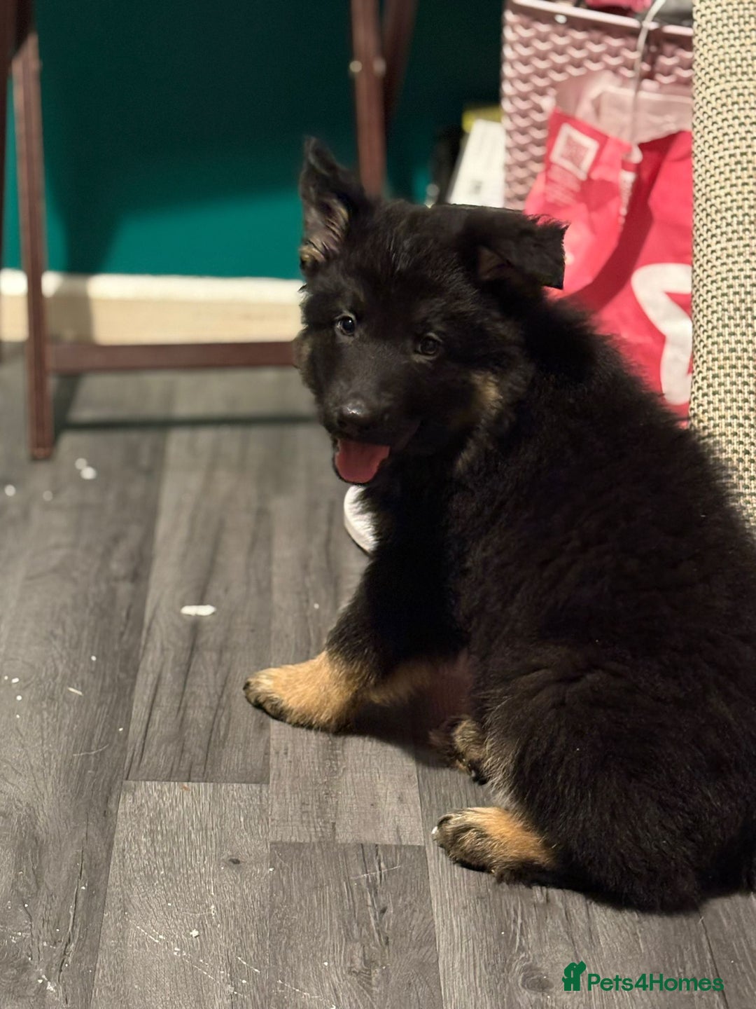 German Shepherd dogs for sale: Ready Now-KC, health Tested German Shepherd Pups - Image 20