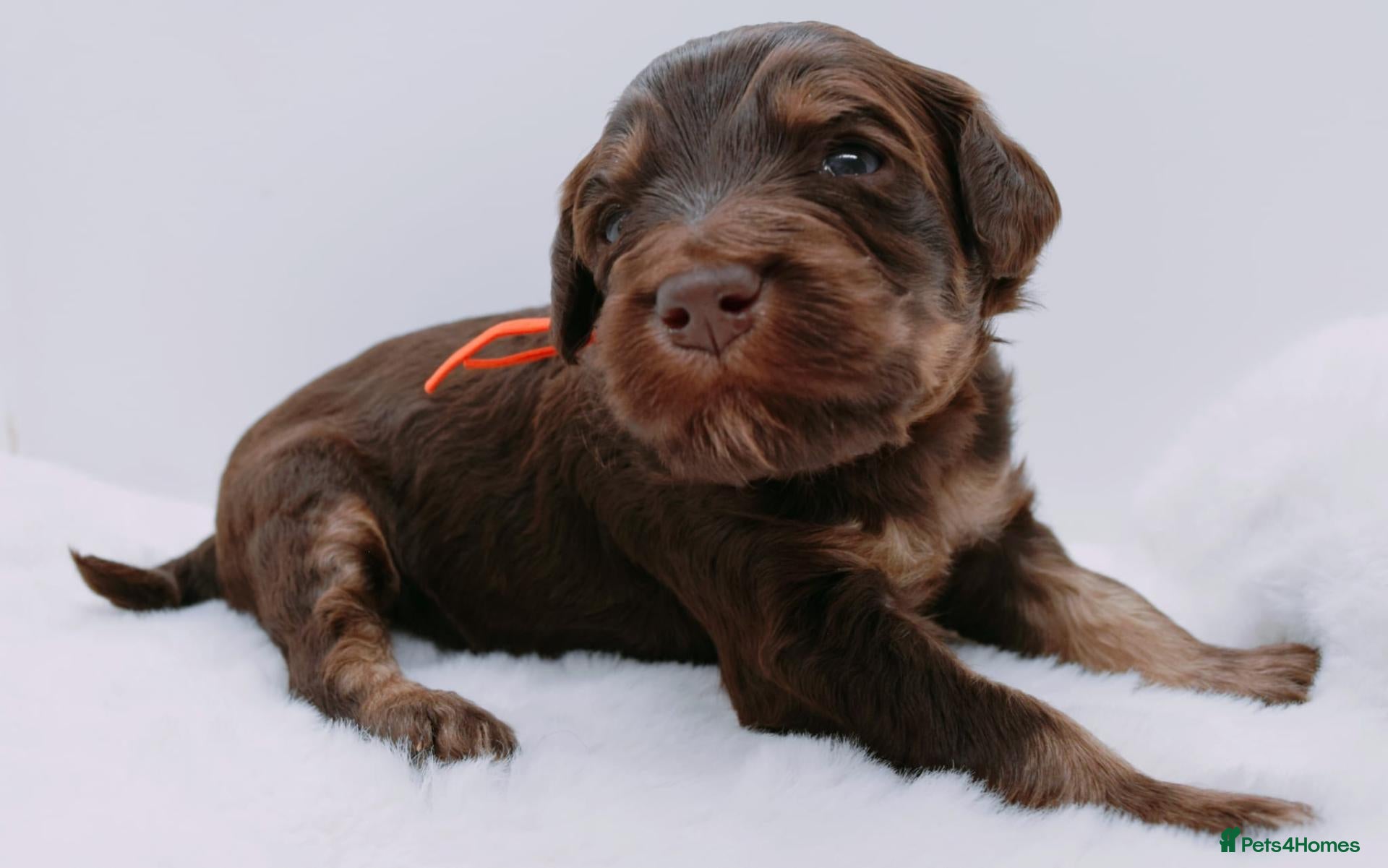 Bernedoodle dogs Miniature bernadoodles Extensively health tested! - Advert 2