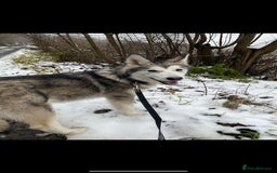 Alaskan Malamute dogs for sale: Trained Alaskan malamute female - Image 2
