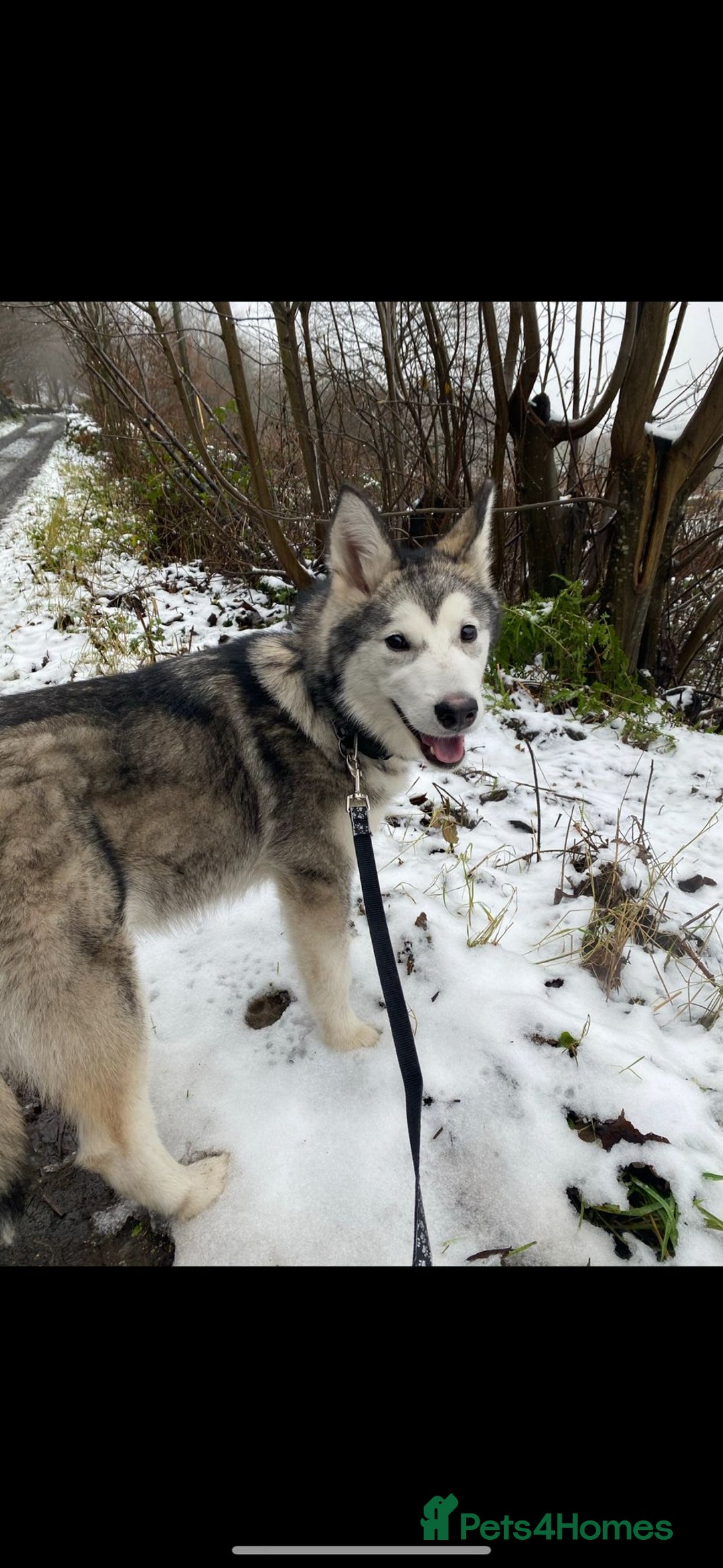 Alaskan Malamute dogs for sale: Trained Alaskan malamute female - Image 2