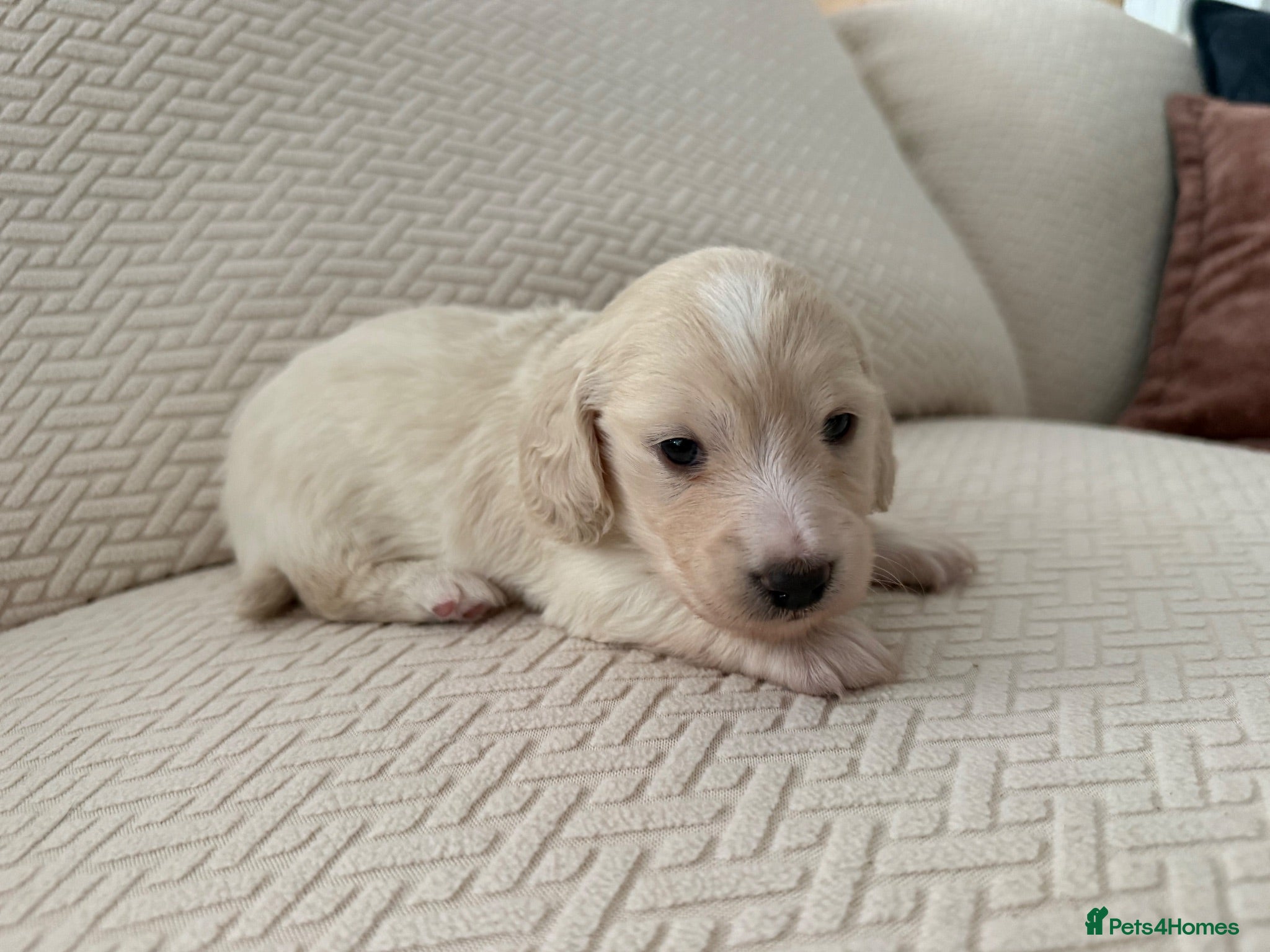 Miniature Dachshund dogs Exceptional KC Reg Miniature L/H Dachshund Puppies - Advert 2