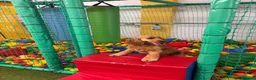 Cocker Spaniel dogs for sale: Neutered Golden Boy Available  - Advert 8