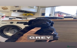 Cockapoo dogs for sale: Beautiful F1B Cockerpoos🐶 - Image 19