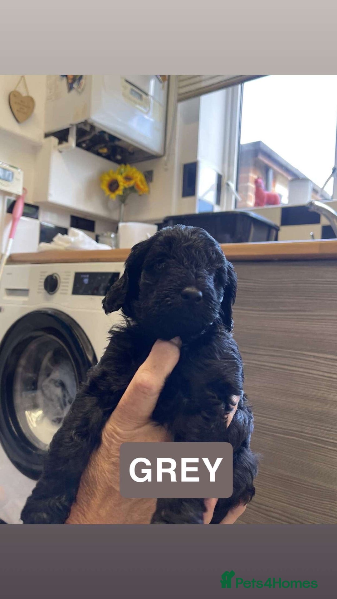 Cockapoo dogs for sale: Beautiful F1B Cockerpoos🐶 - Image 19