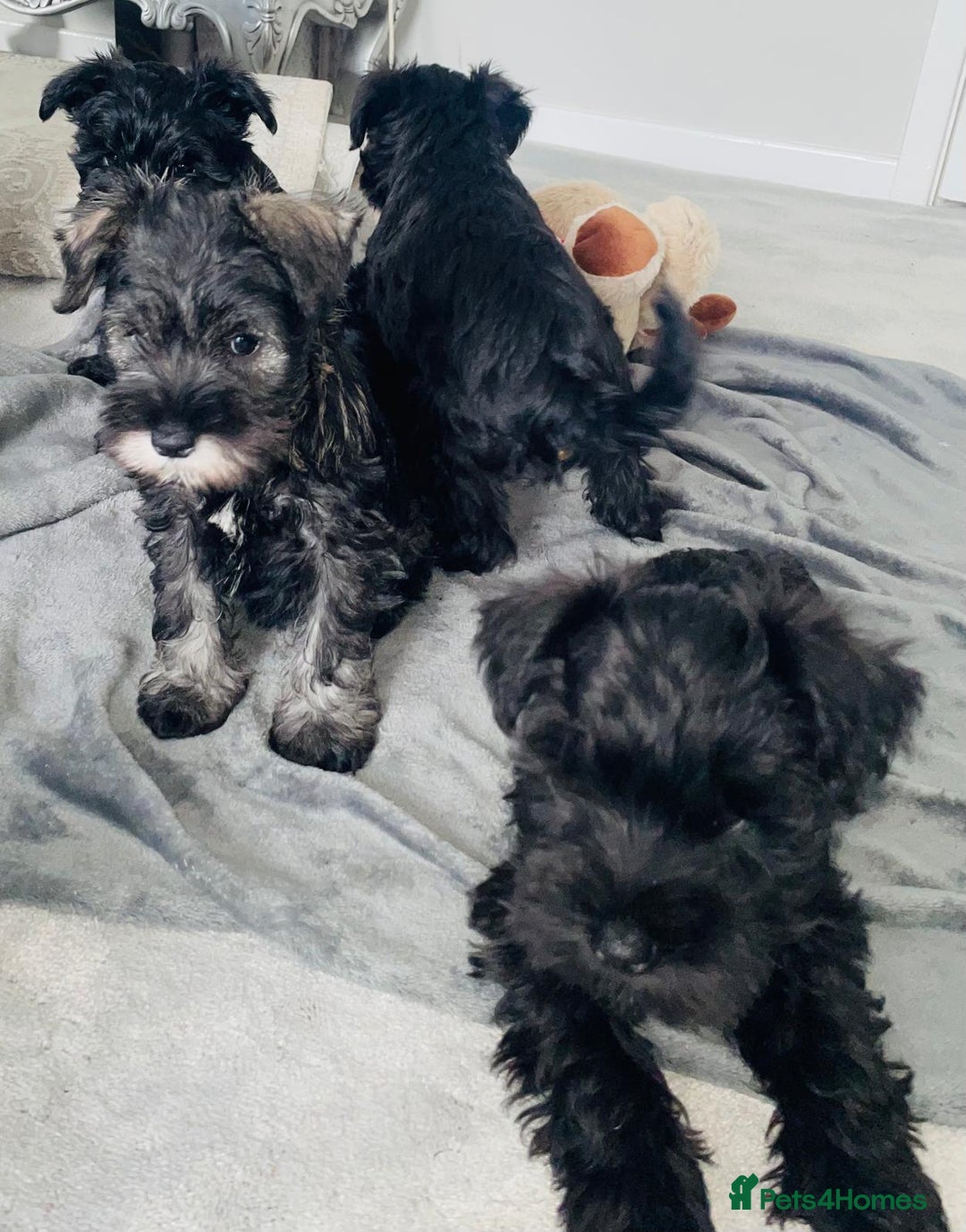 Miniature Schnauzer dogs for sale: KC Pedigree Mini Schnauzer - Image 23