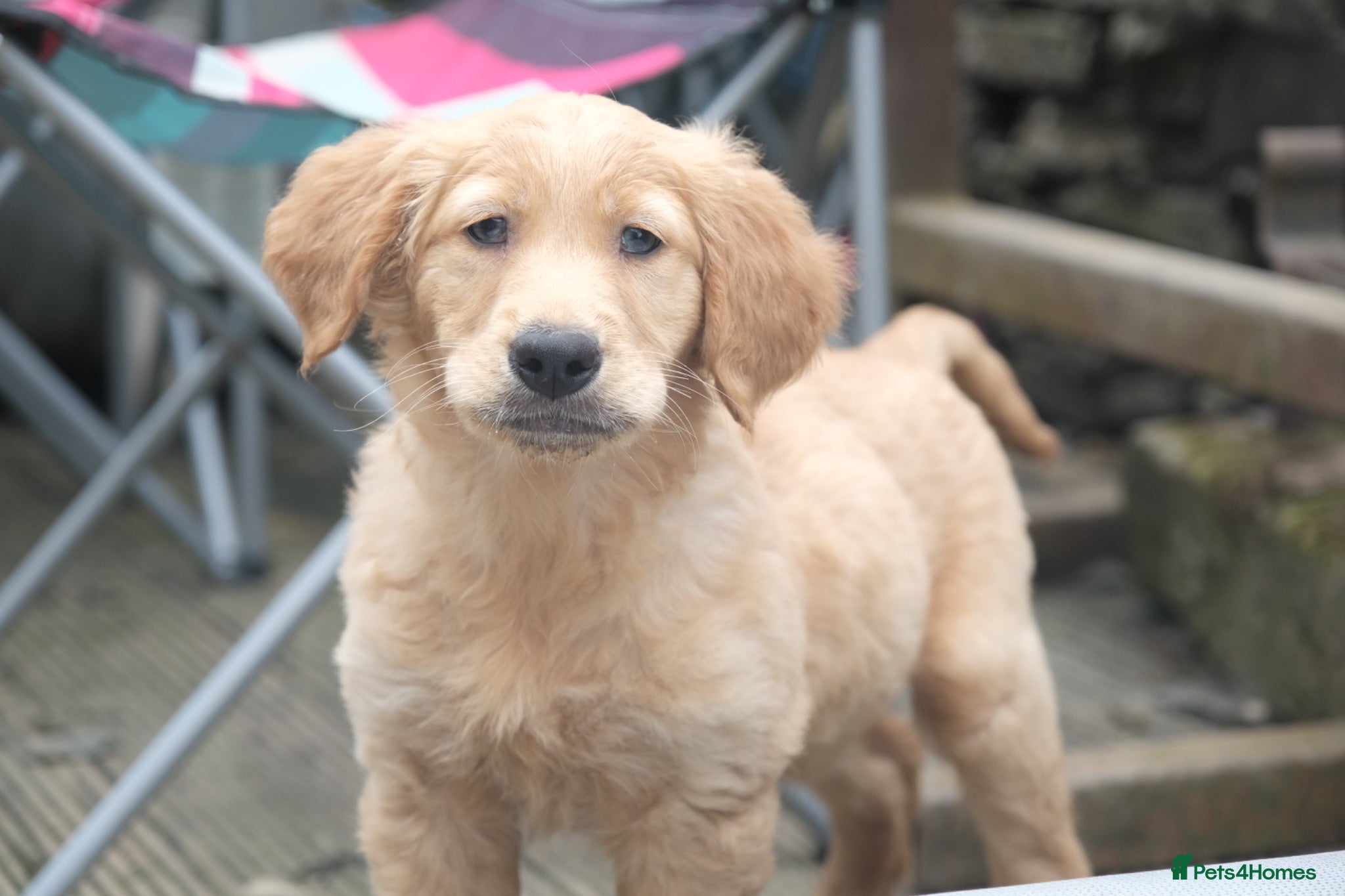 Golden Retriever dogs KC Field Golden Retriever Puppy  - Advert 1