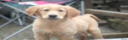 Golden Retriever dogs for sale: KC Field Golden Retriever Puppy  - Advert 1