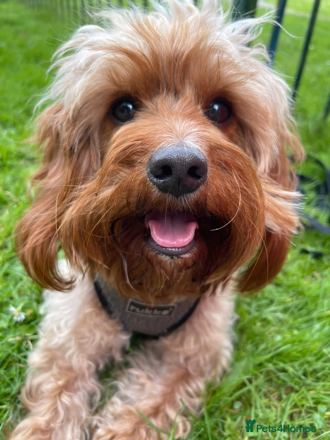 Cavapoo dogs for sale: Adorable F1b Cavapoo puppies - Advert 2