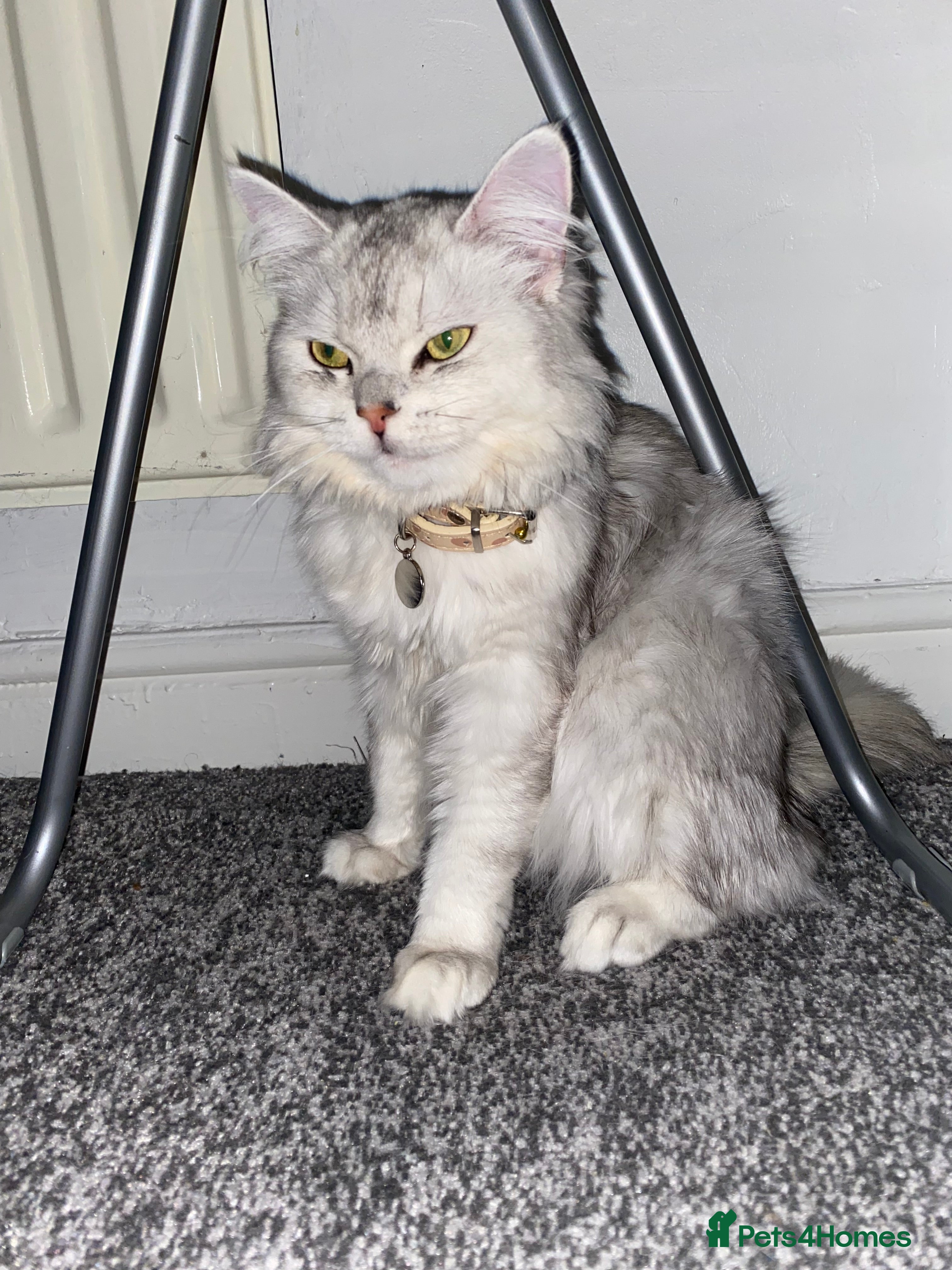 Persian cats Meet our two gorgeous Persian chinchillas! in Oldham - Advert 1