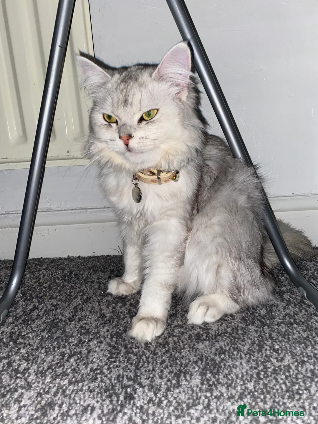 Persian cats for sale: Meet our two gorgeous Persian chinchillas! in Oldham - Advert 1