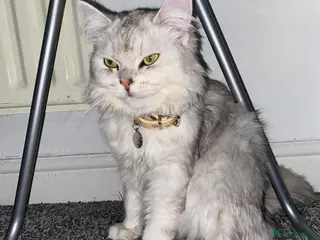 Persian cats Meet our two gorgeous Persian chinchillas! in Oldham - Advert 2