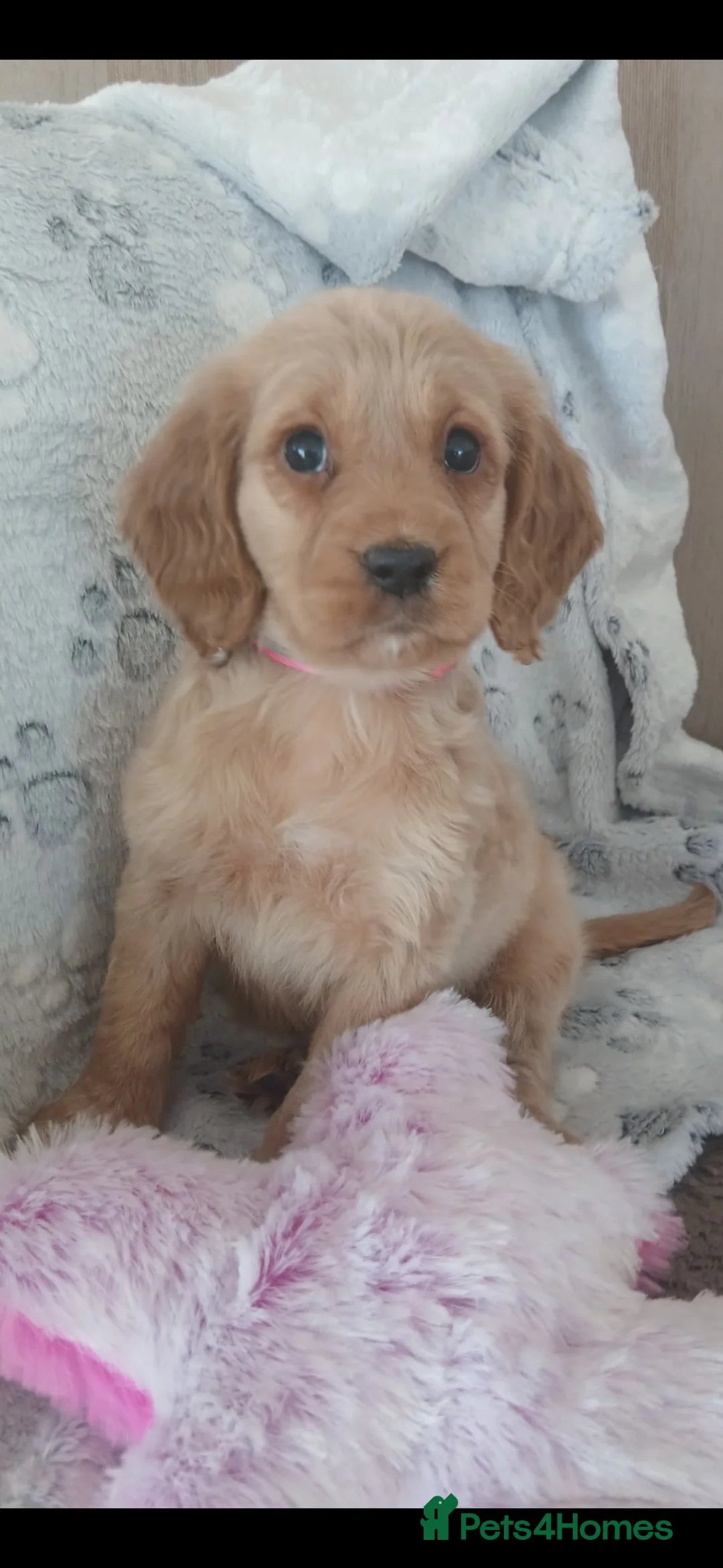 Cocker Spaniel dogs for sale: Working cocker spaniels  - Advert 17