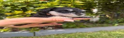 Miniature Schnauzer dogs for sale: Beautiful Black And Silver Mini Schnauzer Puppies - Advert 10