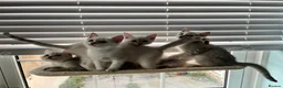 British Shorthair cats for sale: Beautiful BSH kittens  - Advert 10