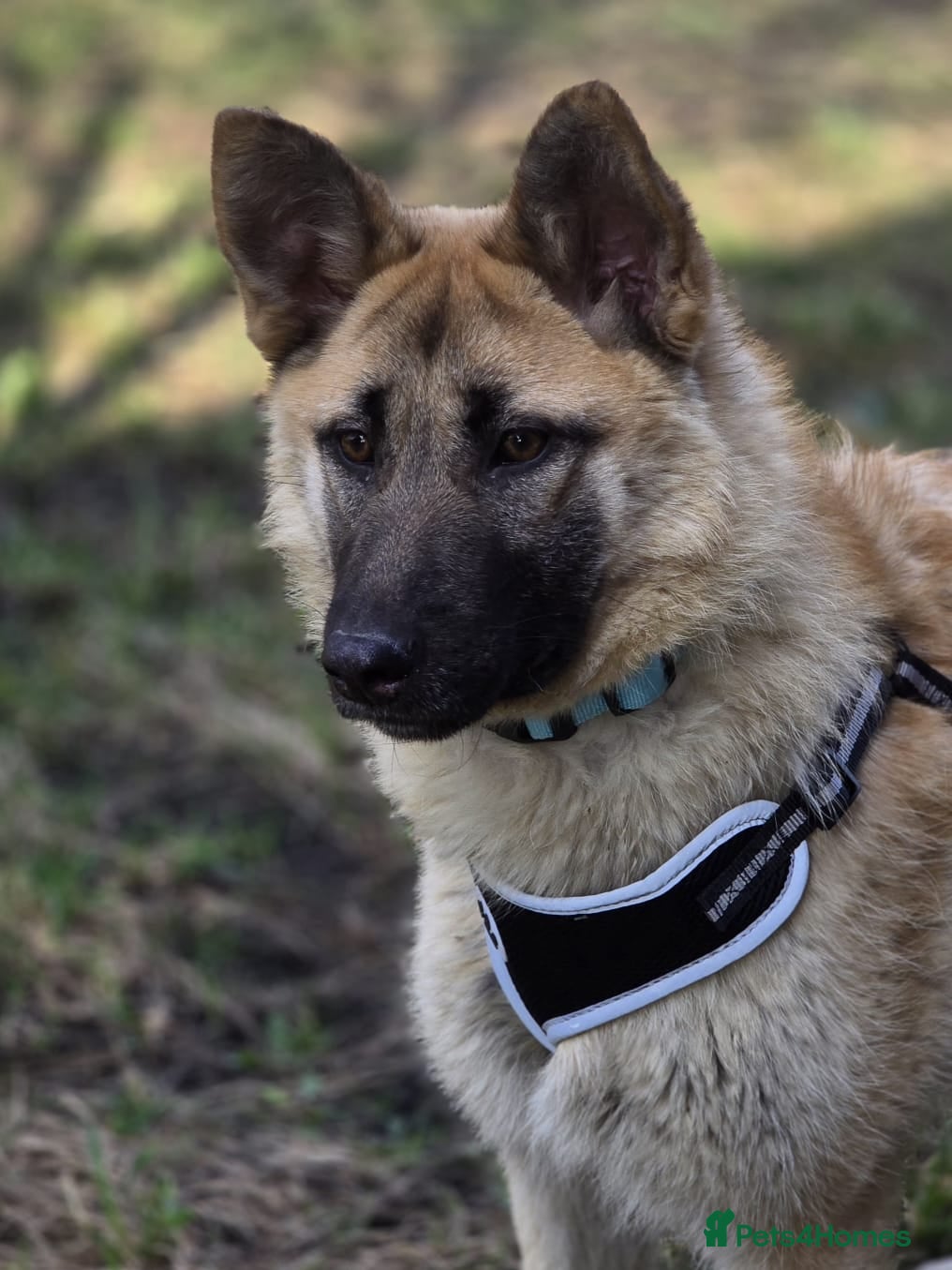 Mixed Breed dogs ❤️JILLY❤️ INTELLIGENCE, LOVE & BEAUTY ALL IN ONE  - Advert 1