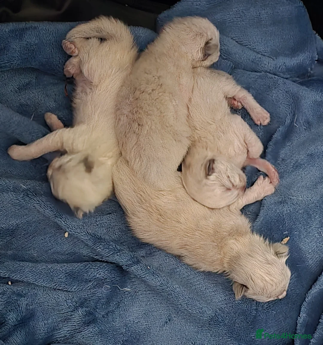 Ragdoll cats for sale: Ragdol kittens - Advert 3