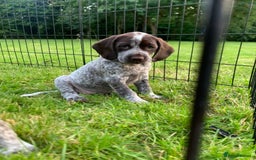 Mixed Breed dogs for sale: GSP X Springer pups (3 left) Northern Ireland  - Image 7